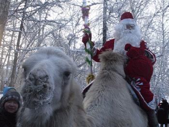 Дед Мороз приехал в Туву на верблюде. Фото Надежды Антуфьевой.